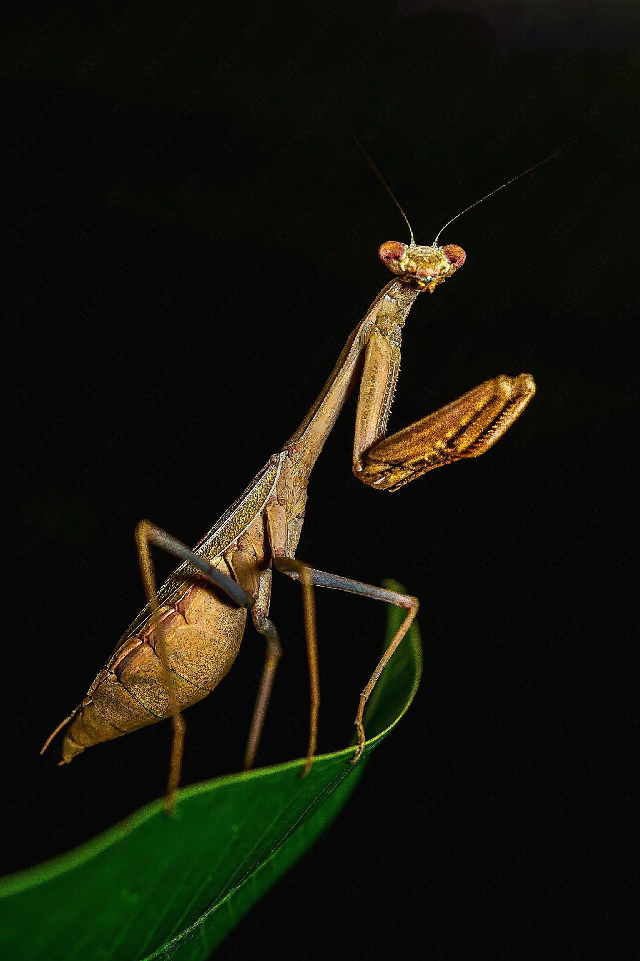 螳螂摄影图片昆虫