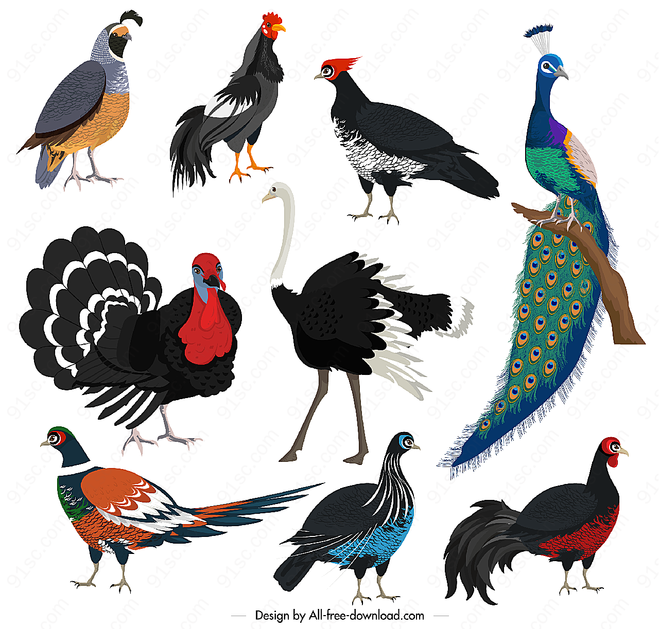 创意鸟类设计矢量野生动物