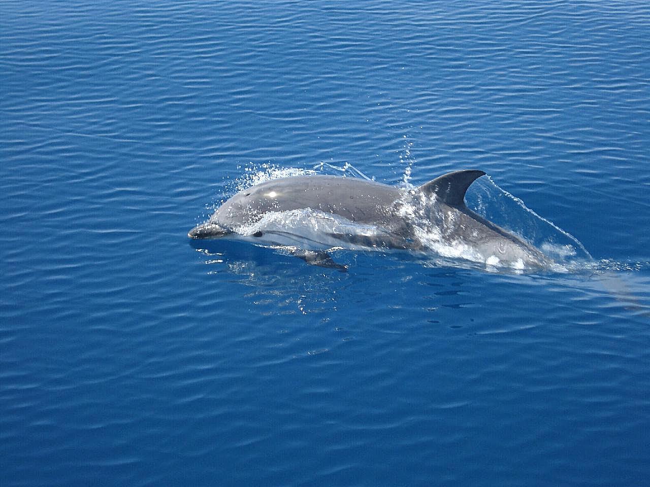 水中游的海豚图片摄影高清