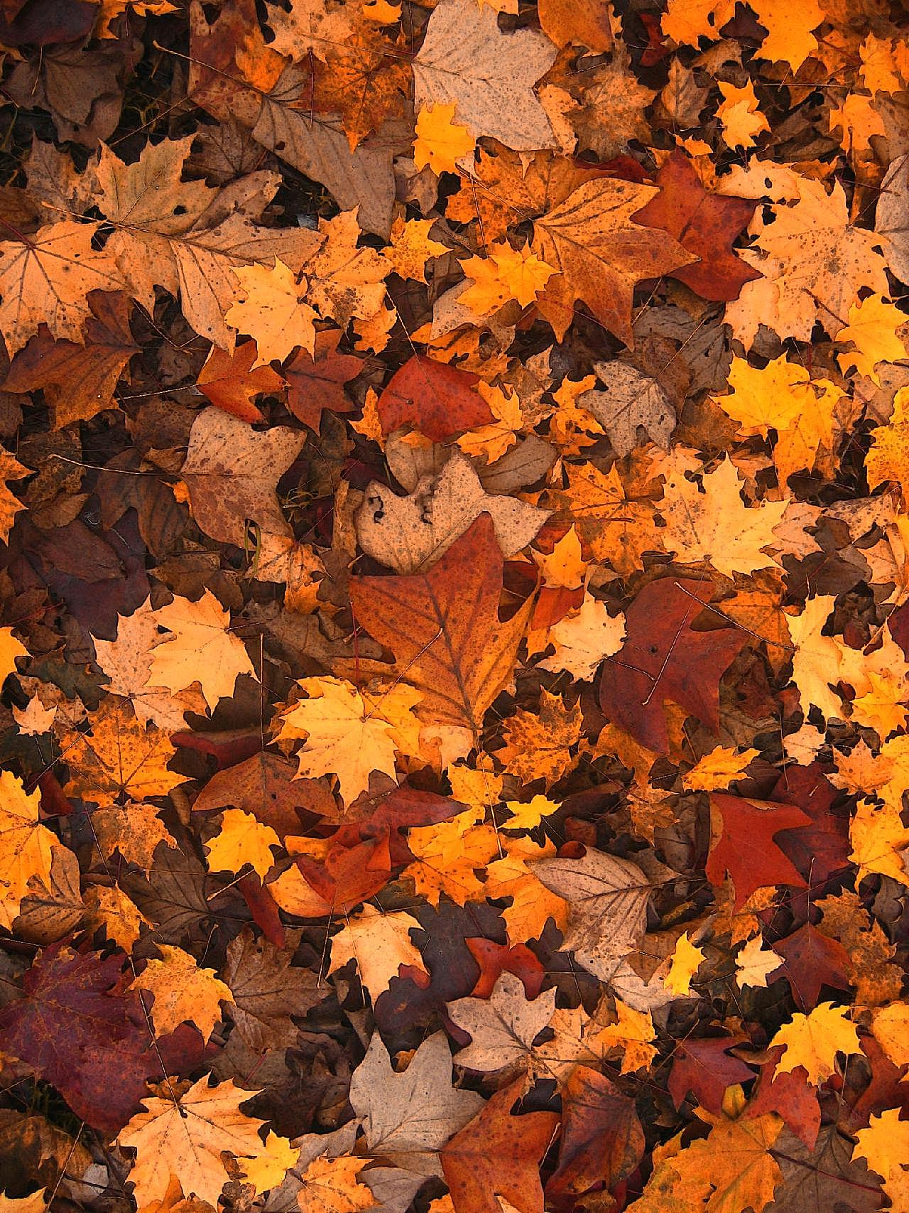 秋天落叶的图片树叶