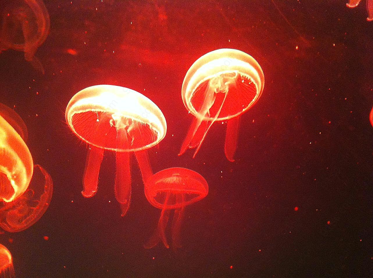 红光水母图片海洋生物