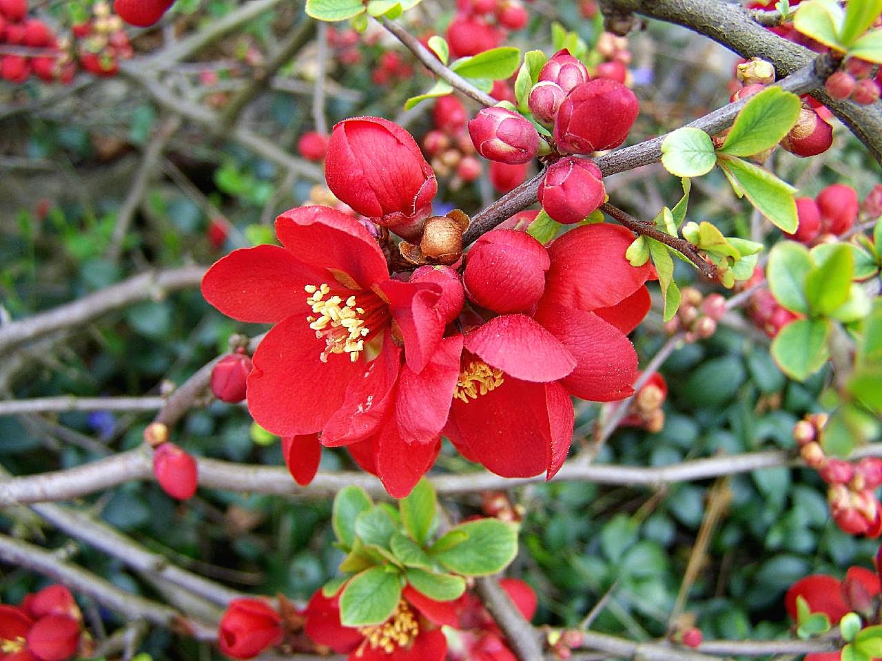 春天枝头红图片梅花
