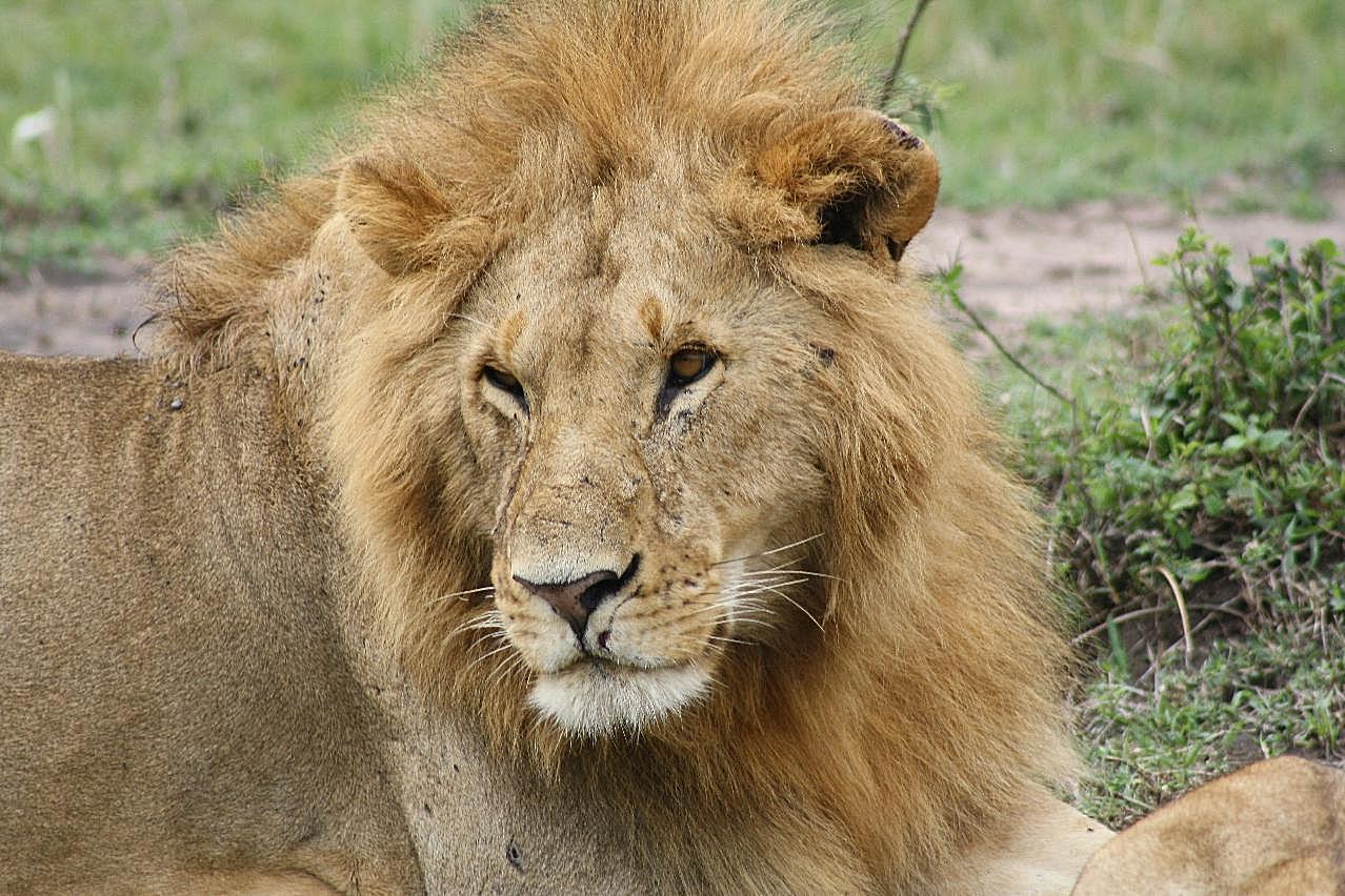 非洲野生狮子图片高清摄影