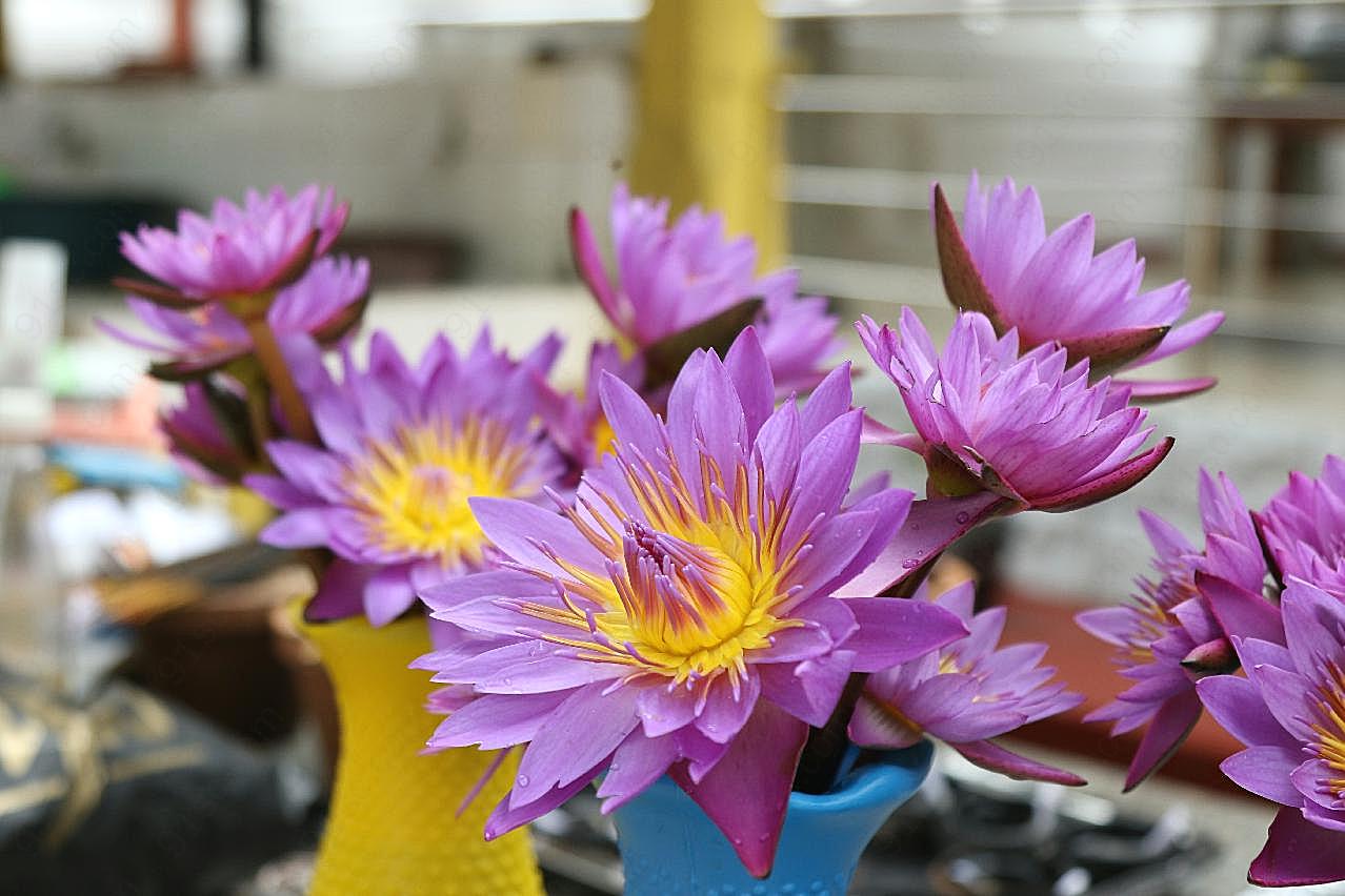 莲花图片插花