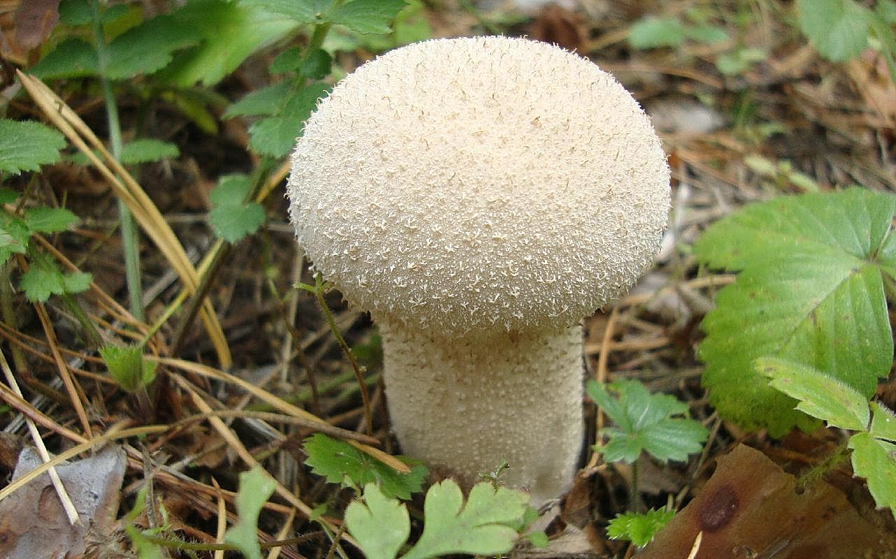 朵图片蘑菇