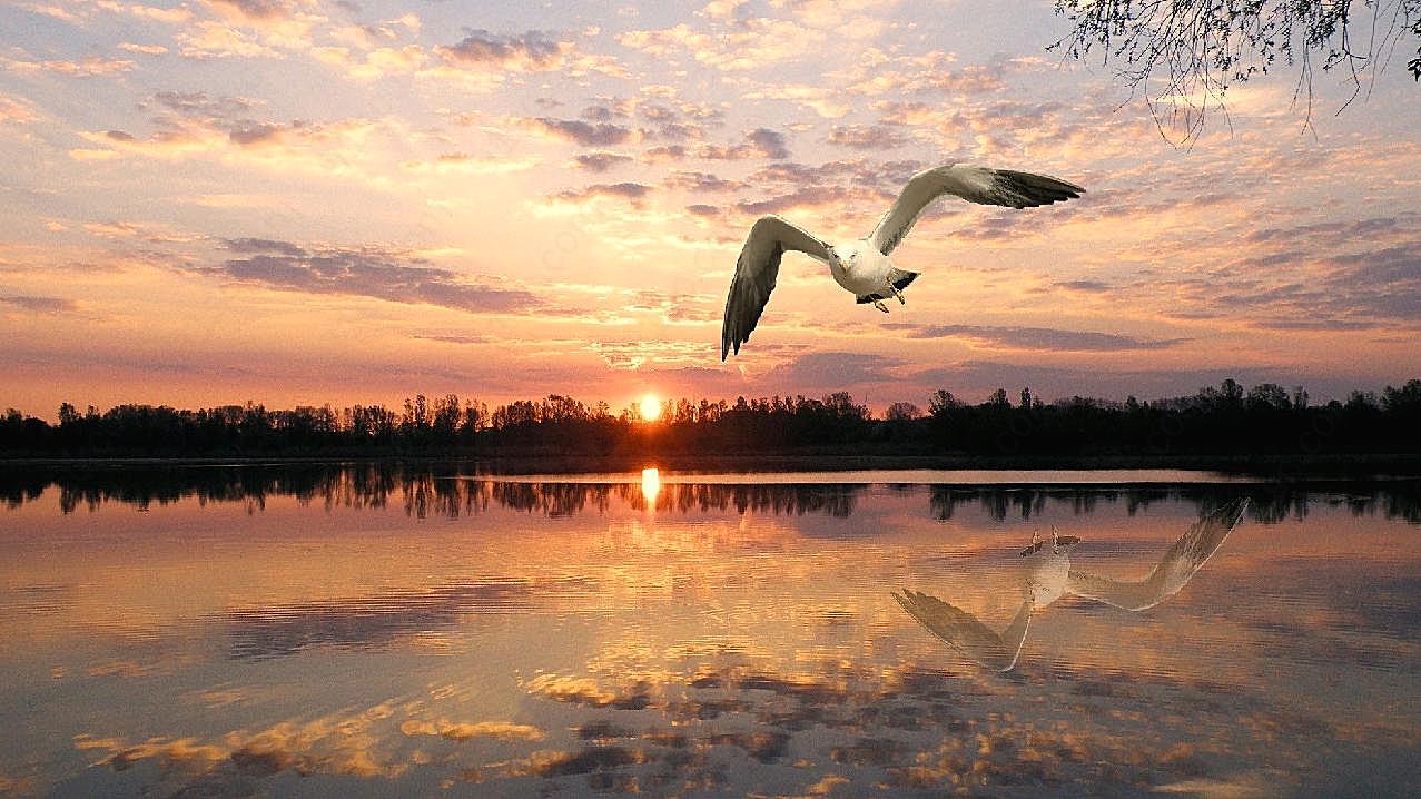 飞翔的海鸥唯美意境图片高清摄影
