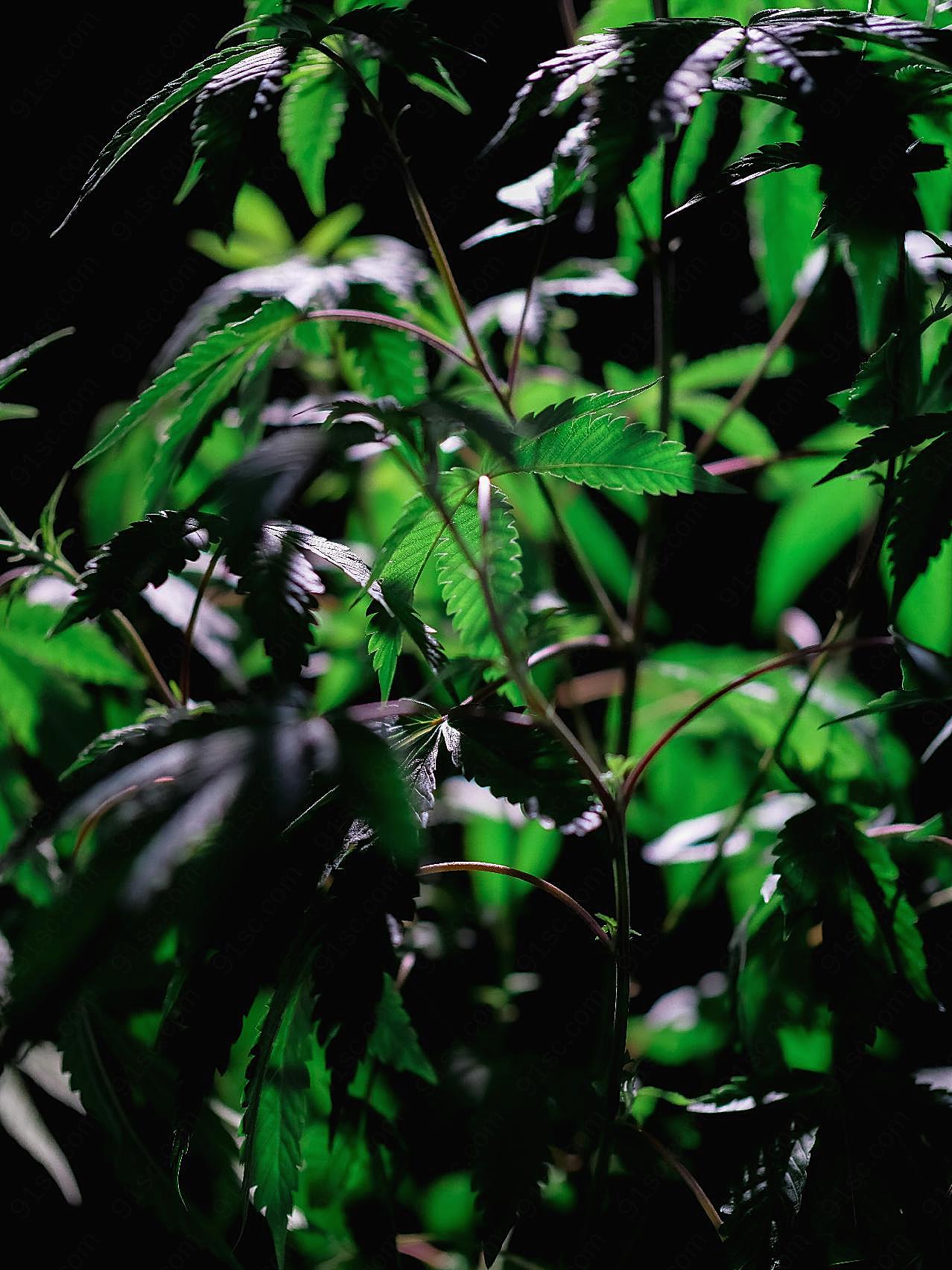 大麻植物图片树林