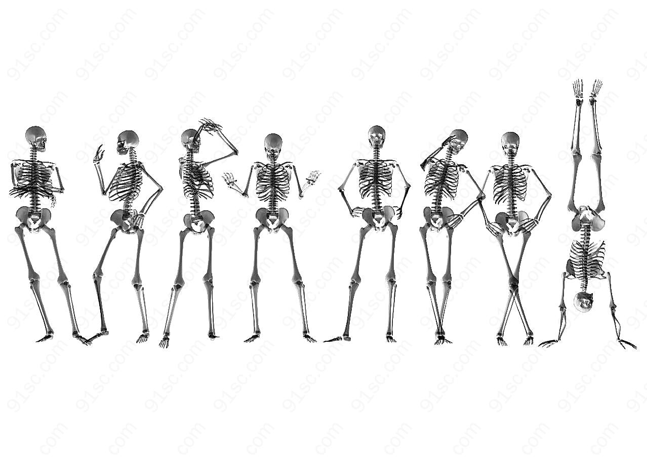 正常人体骨骼结构图摄影