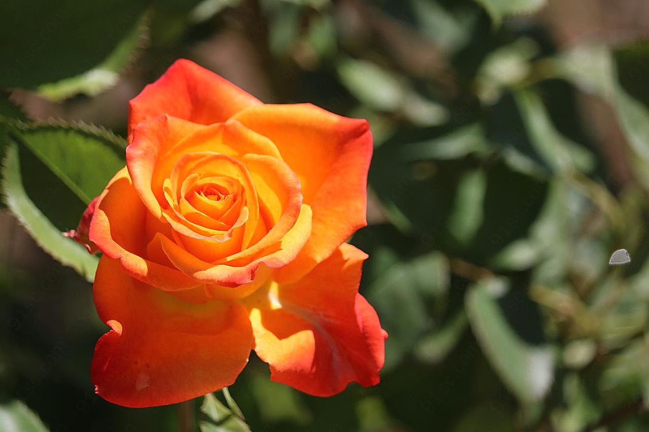 鲜橙色朵图片玫瑰花