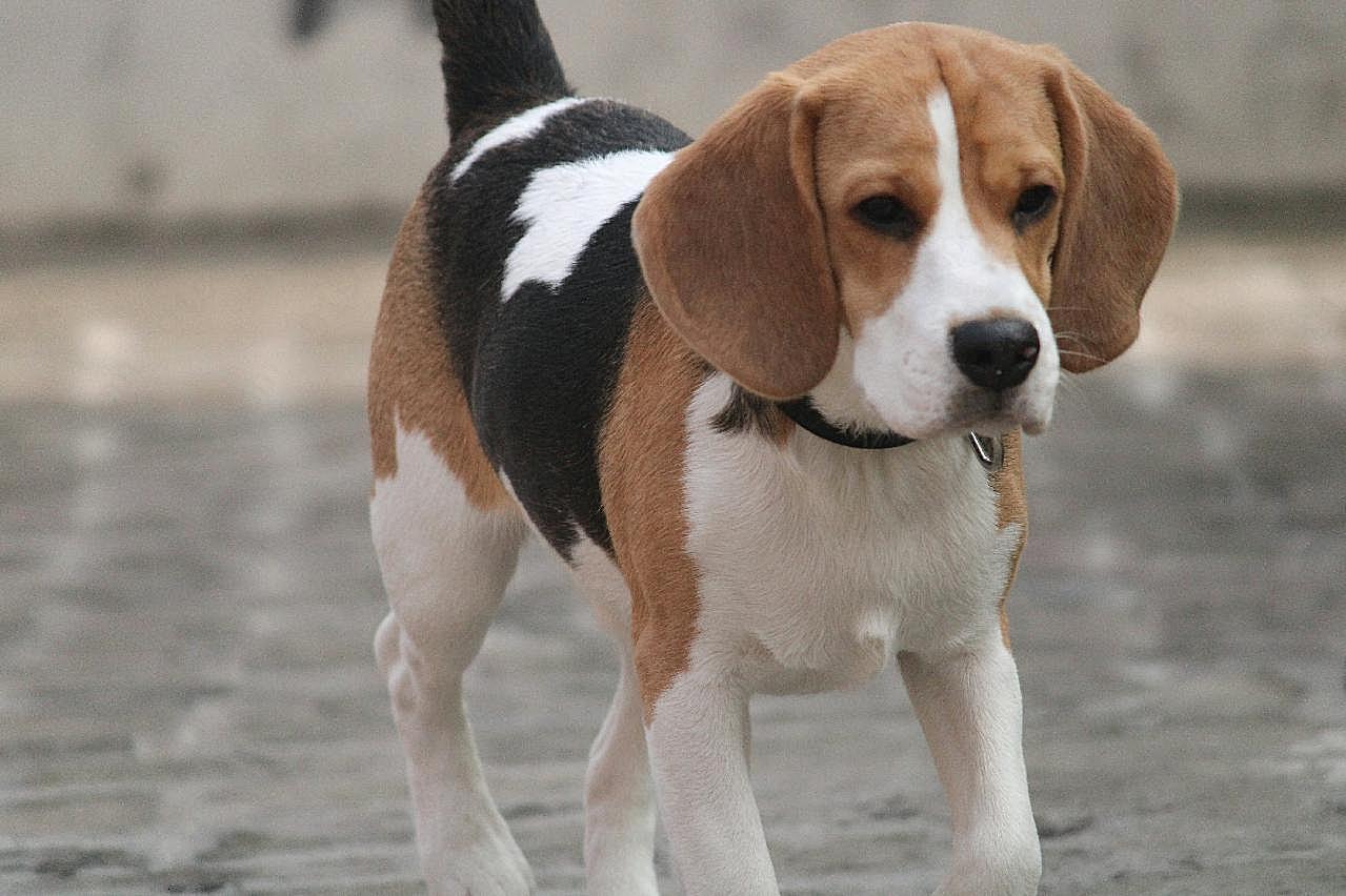 小猎犬宠物图片高清