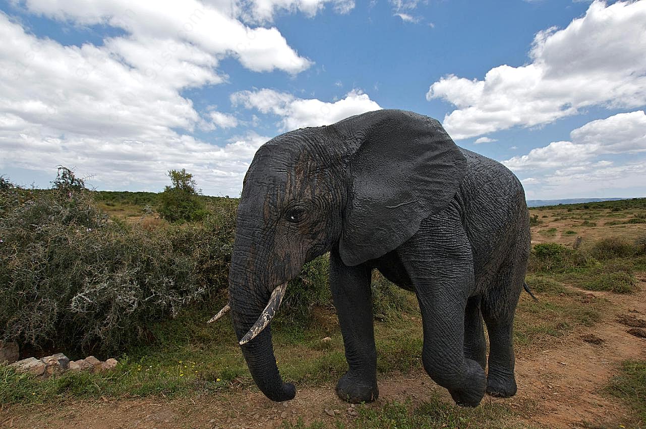 非洲野生大象摄影图片高清
