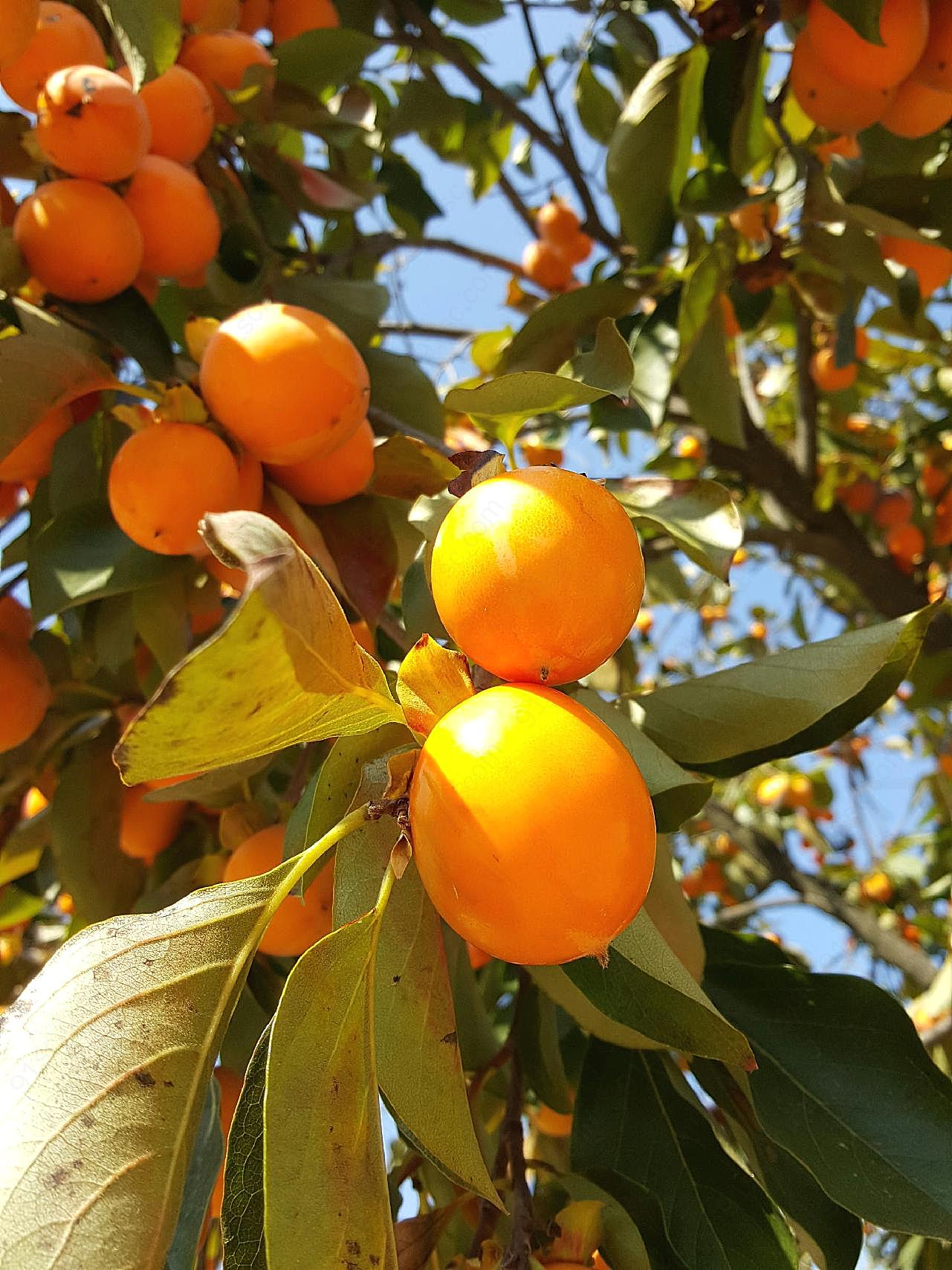 秋天橘子成熟图片生物高清