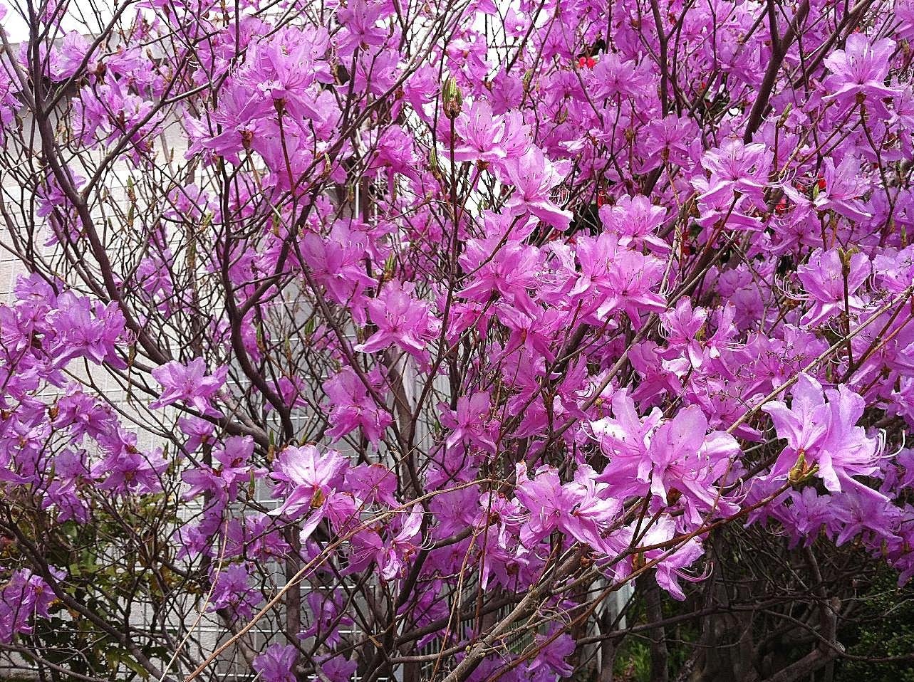 生机勃勃杜鹃花图片高清摄影