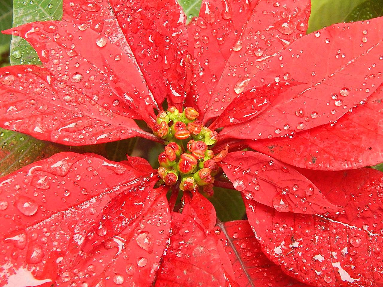 高清雨珠红叶子图片摄影