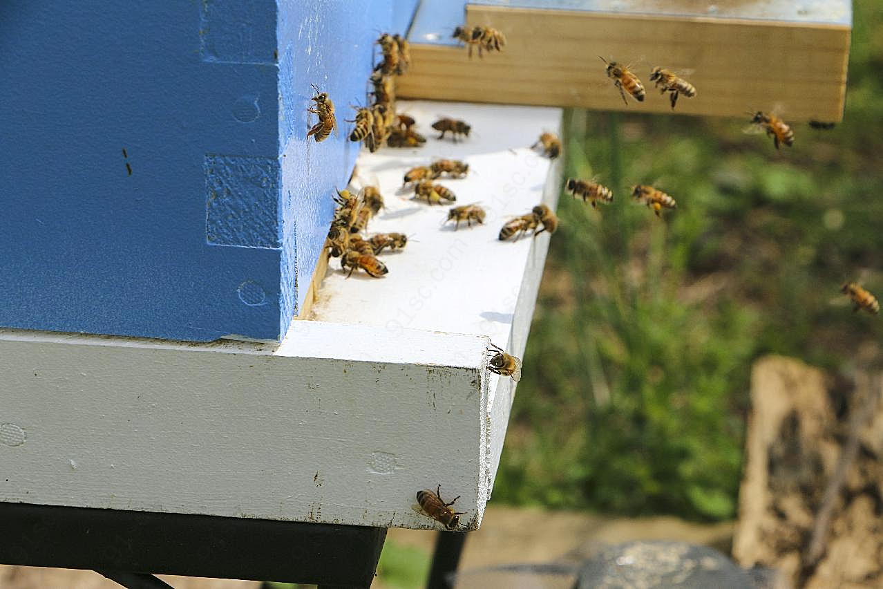 蜂巢小蜜蜂图片生物高清