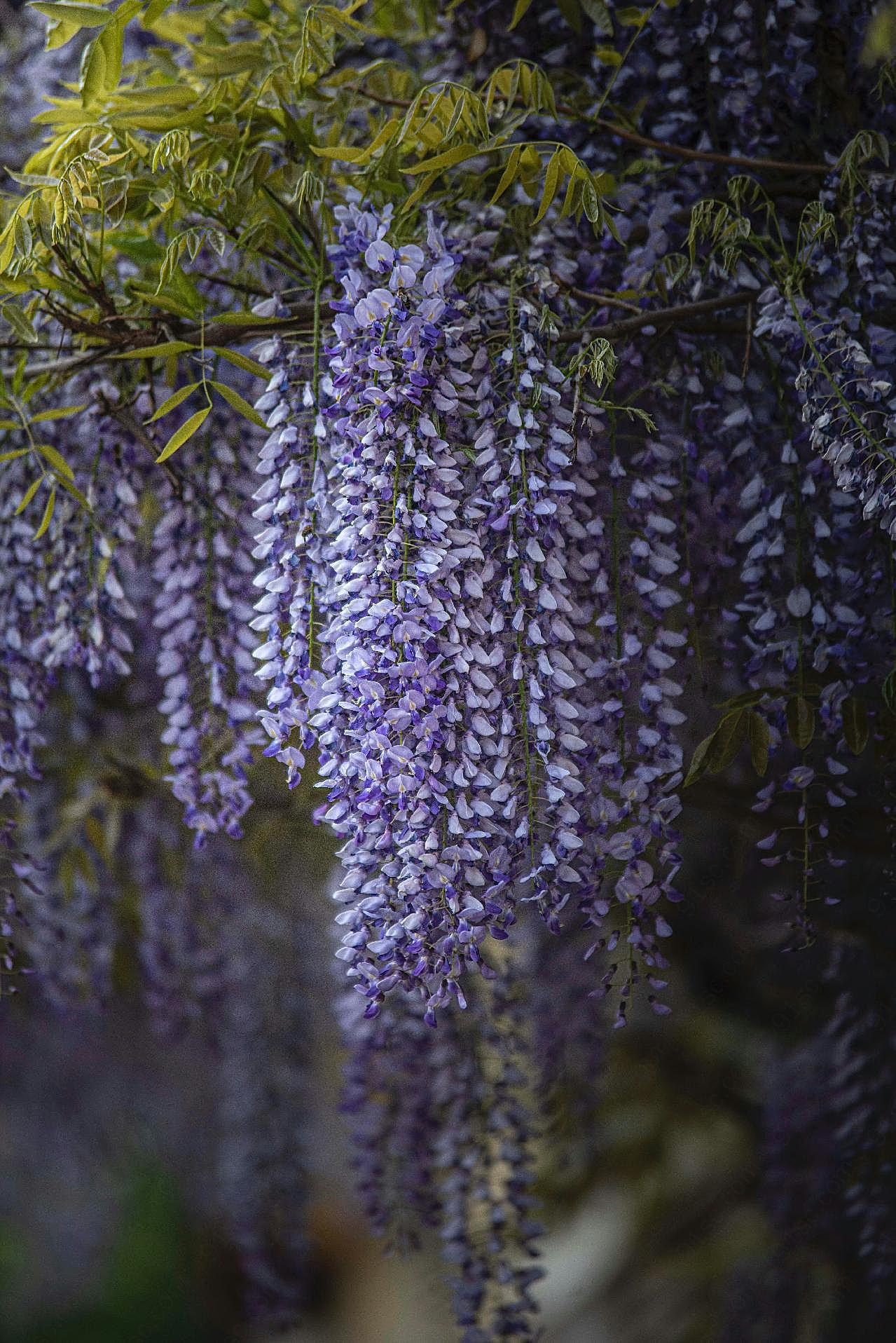 紫藤花花朵图片花卉
