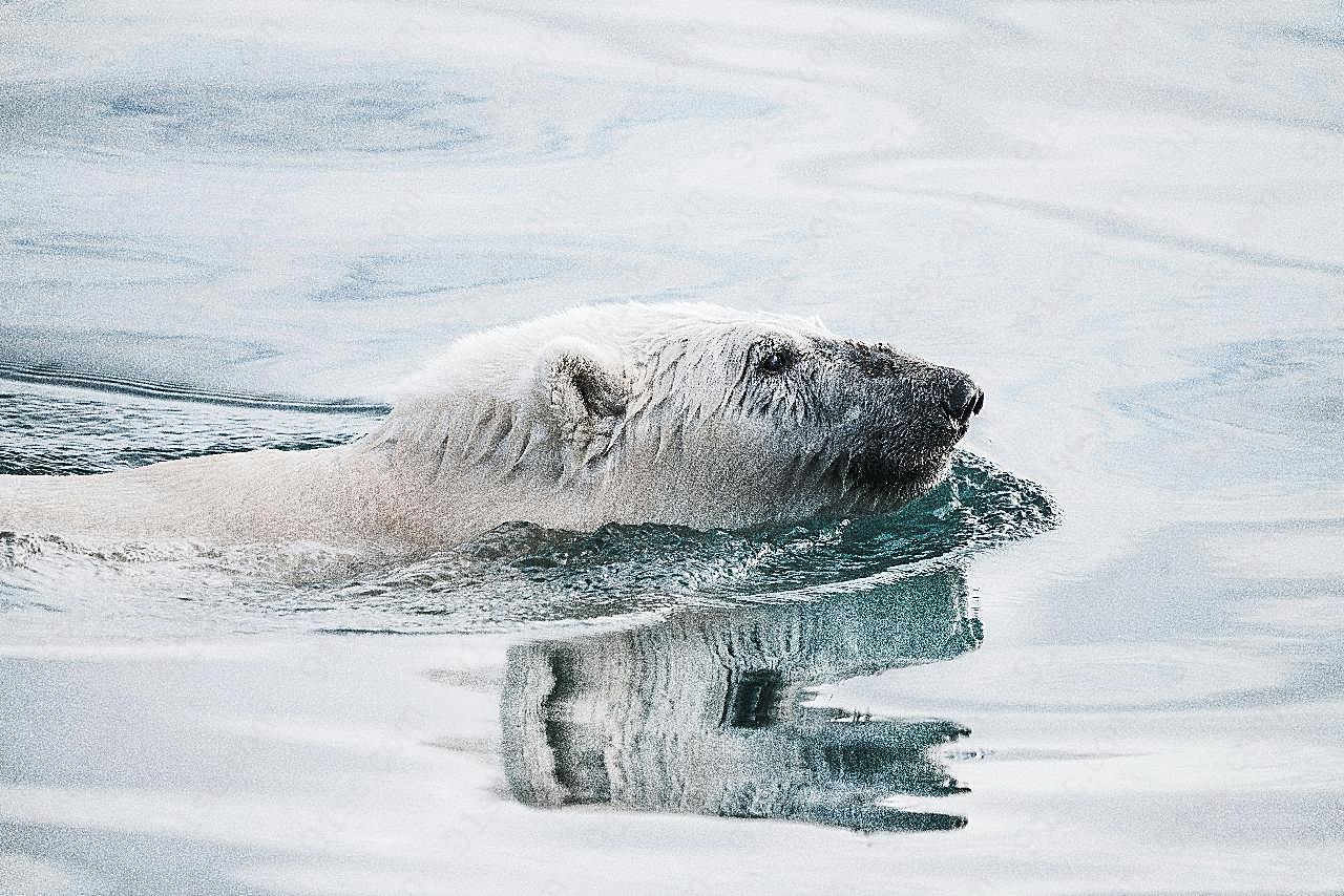 游泳北极熊图片动物图片