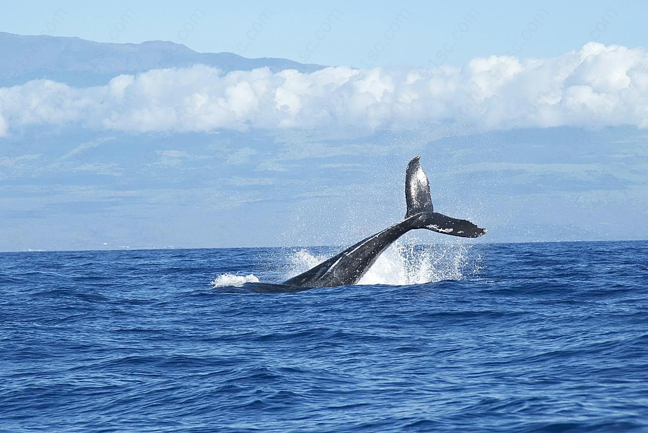 鲸鱼尾巴图片高清摄影
