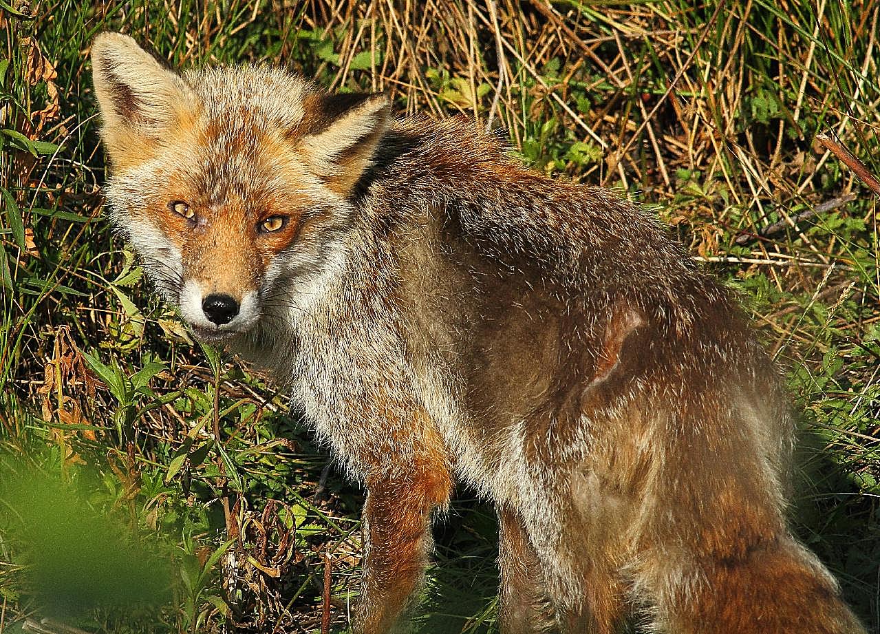 野生红狐狸图片动物图片