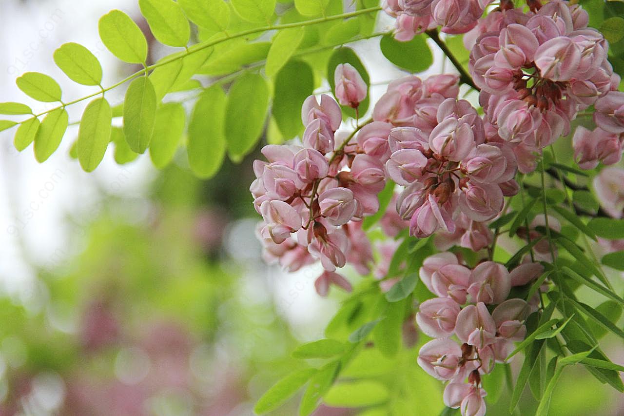 洋槐花高清图片摄影