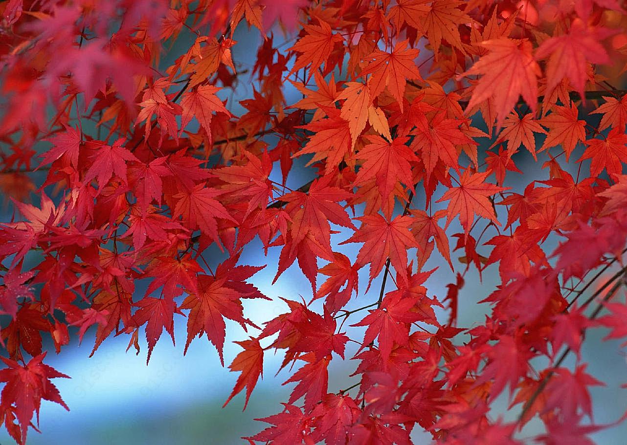 花草特写1621自然摄影