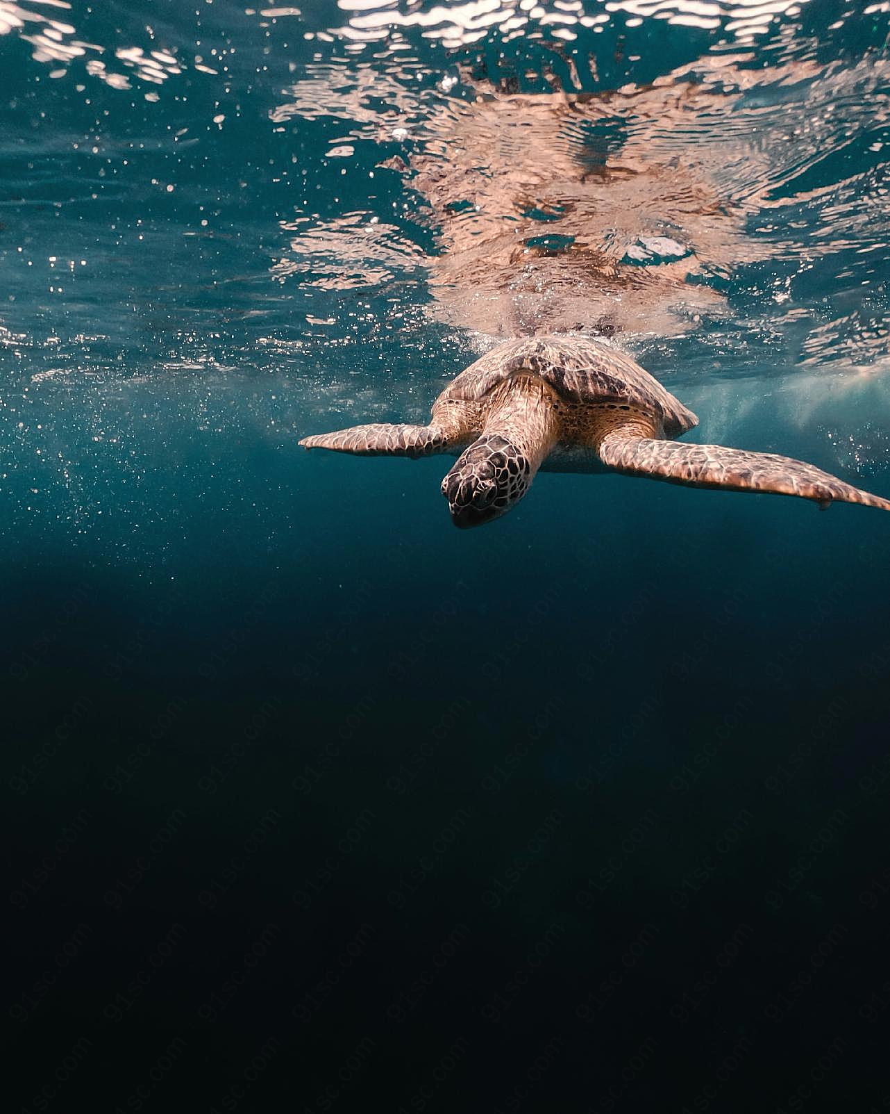 海龟水中游泳图片高清摄影