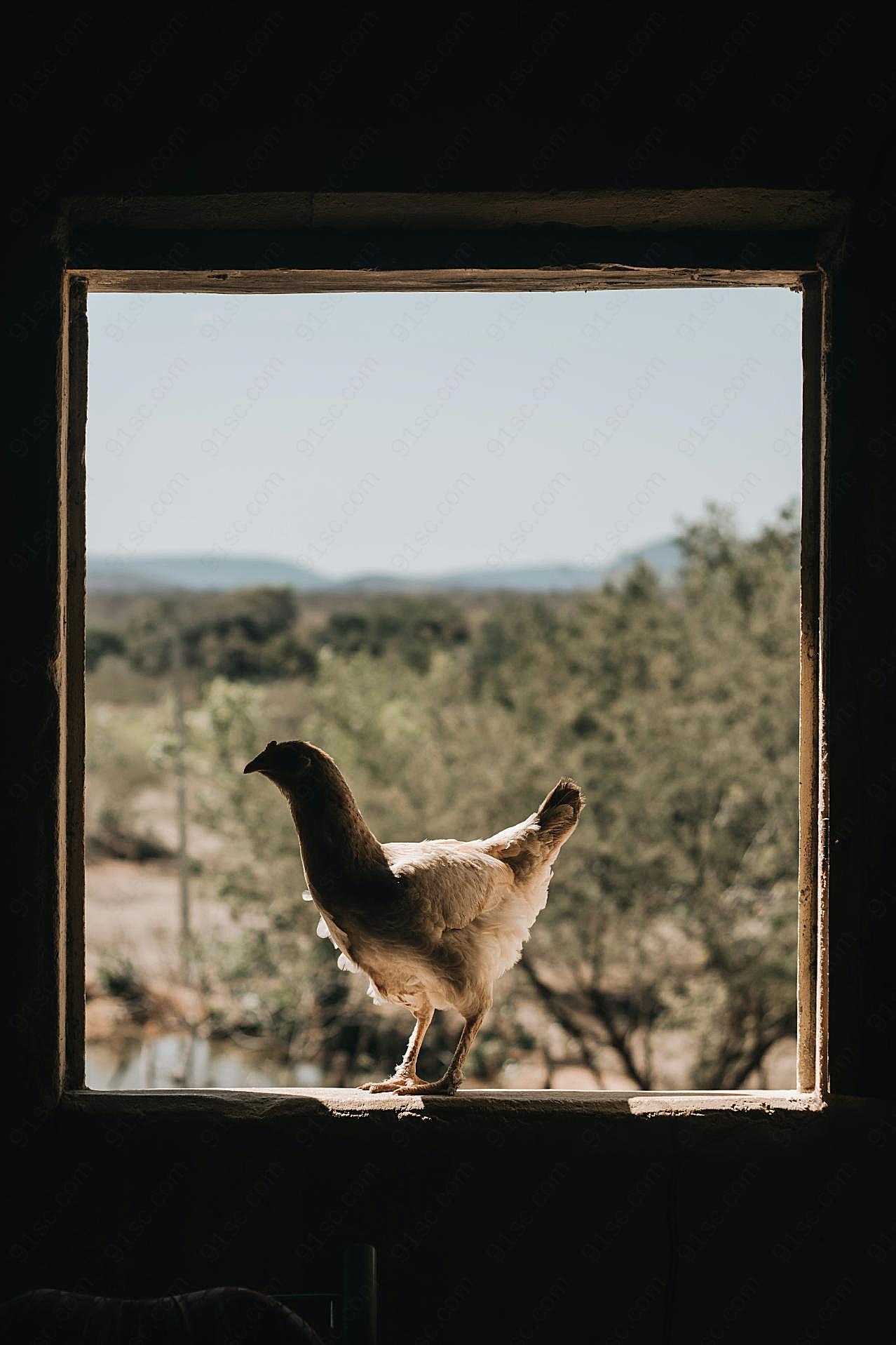 鸡跳上窗户图片高清