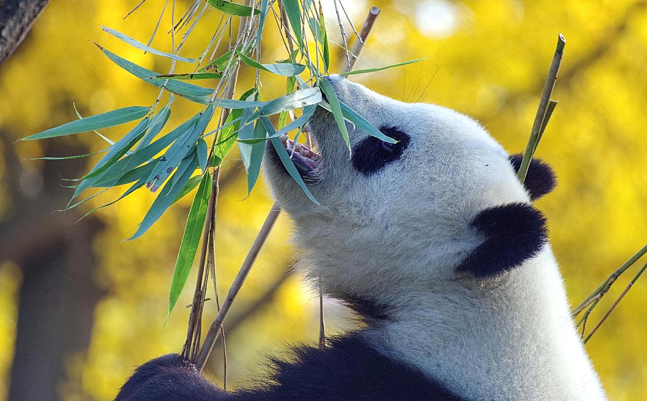 熊猫高清生物摄影