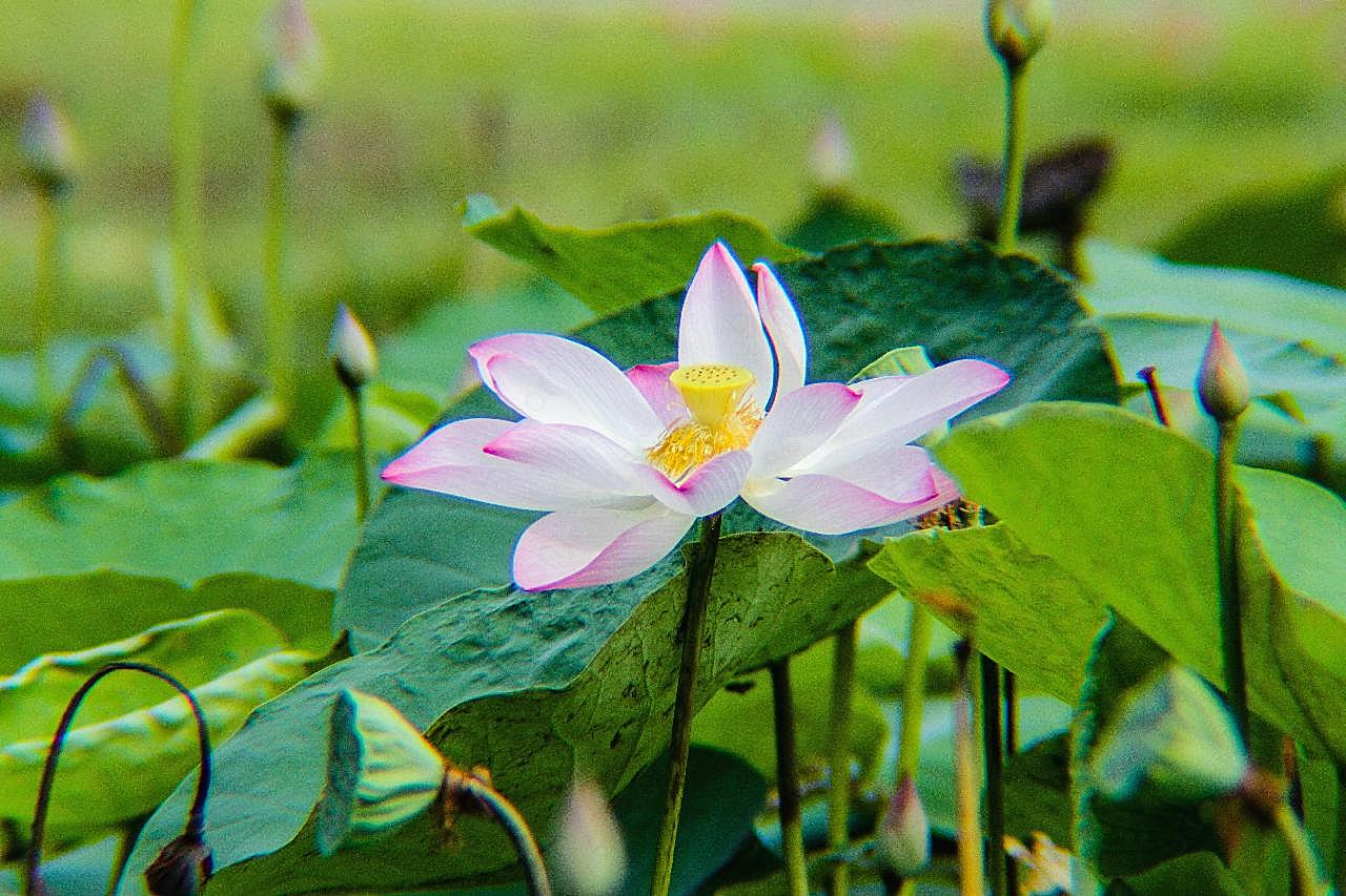 池塘荷叶风景图片荷花