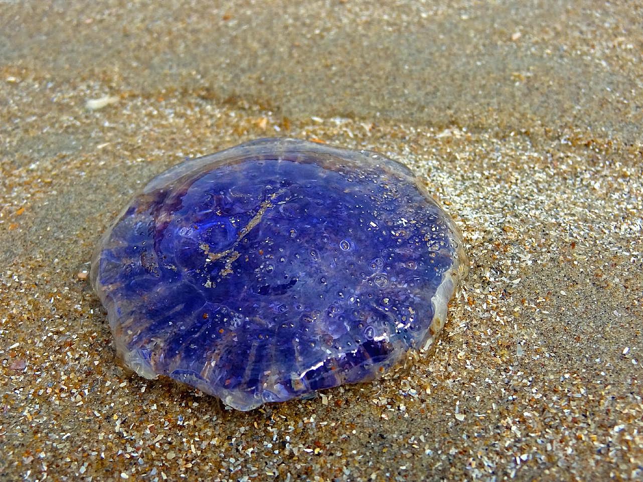 有毒水母图片海洋生物