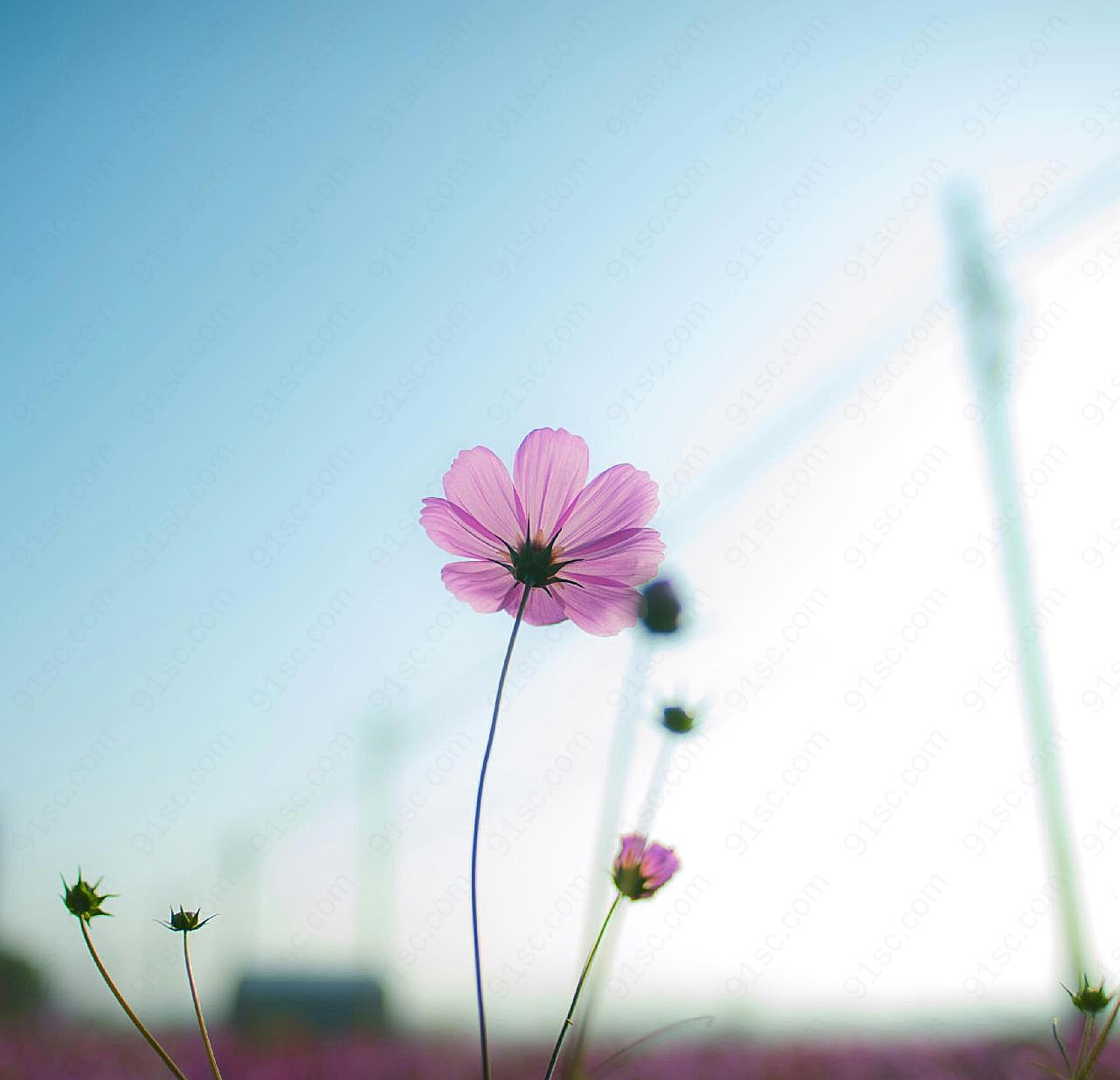 粉的花朵高清摄影