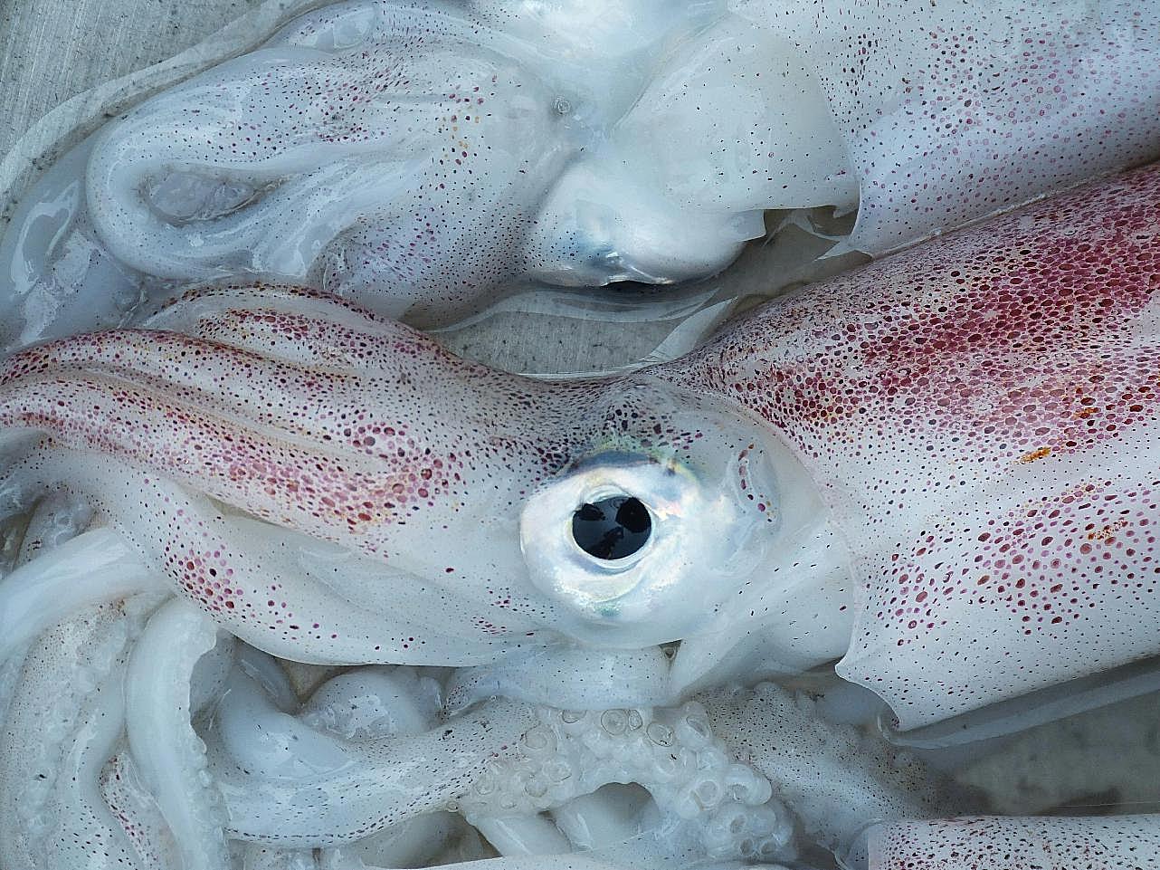 海鲜鱿鱼图片海洋生物