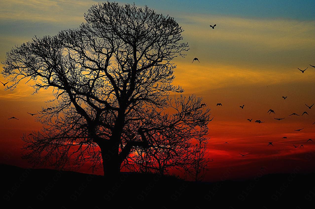 日落树木剪影图片黄昏