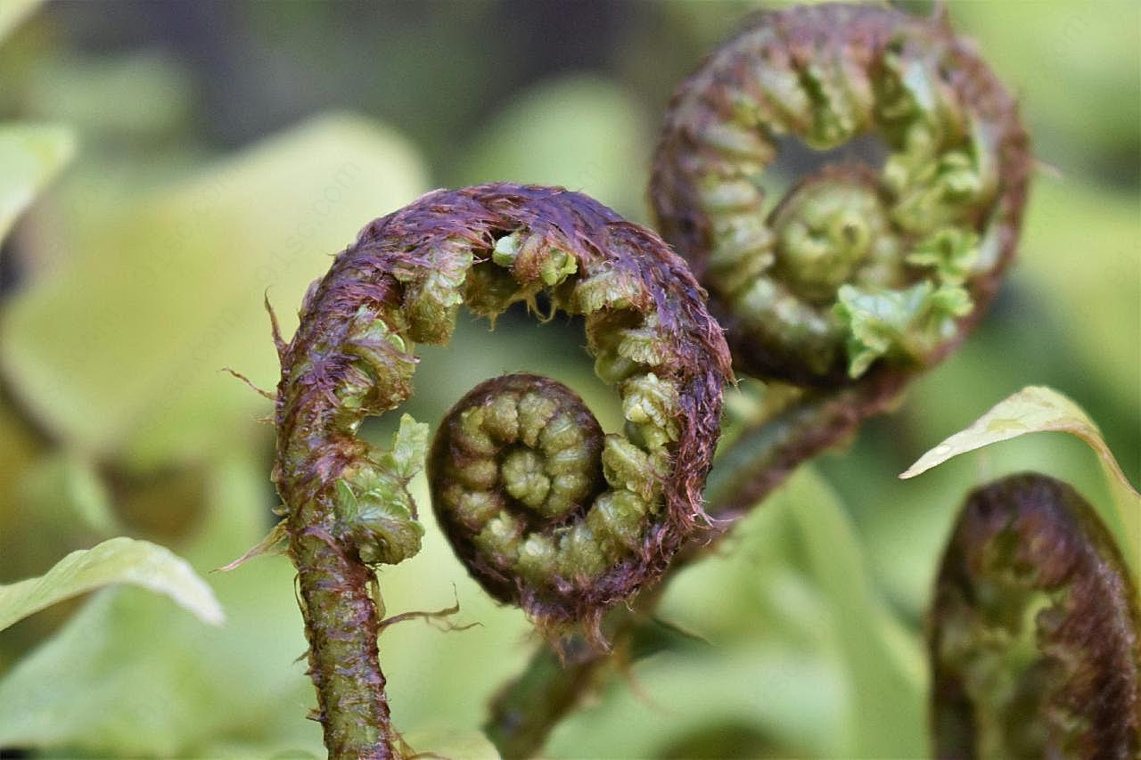 野菜蕨类植物图片摄影