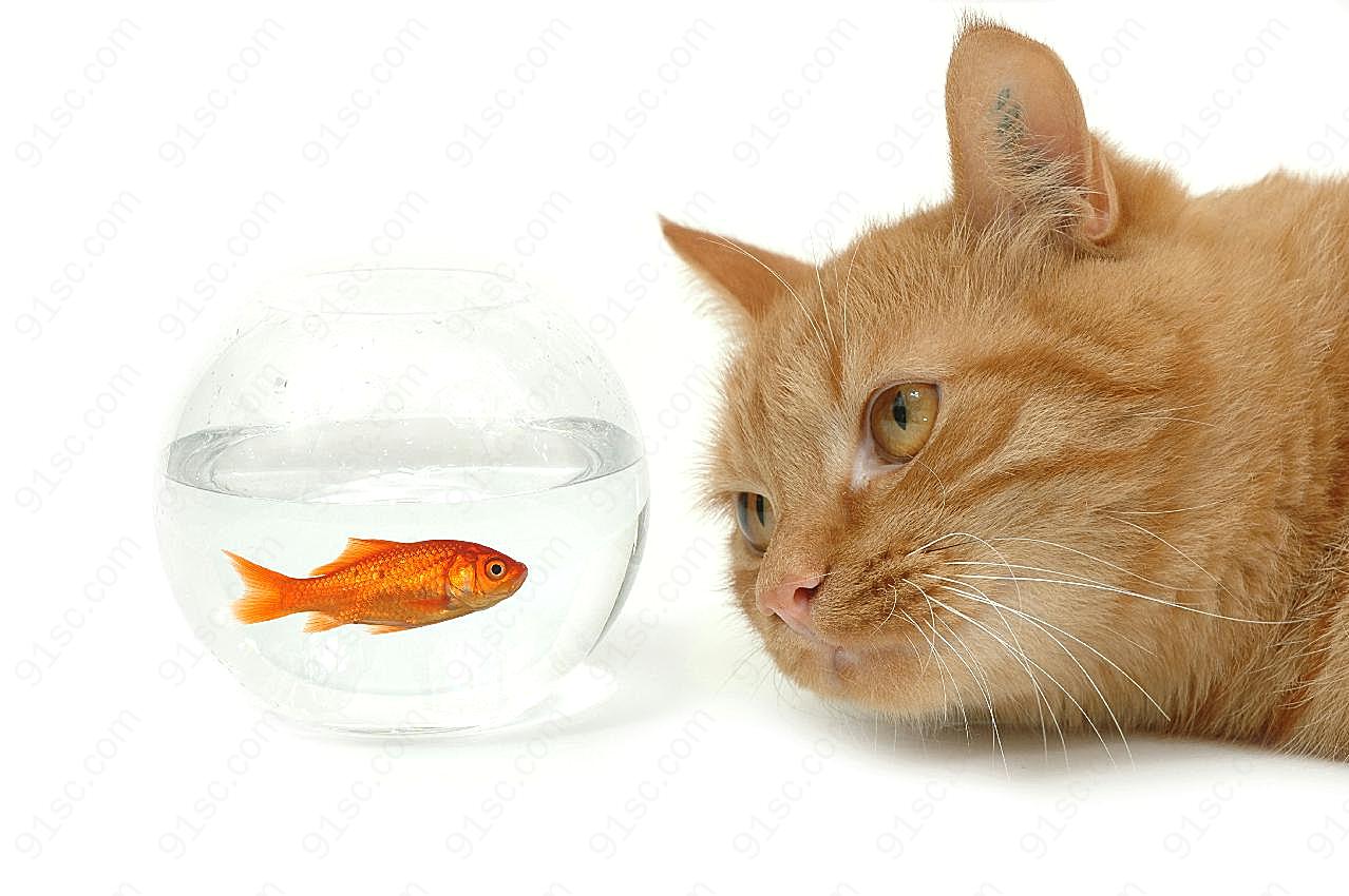 家猫与金鱼高清