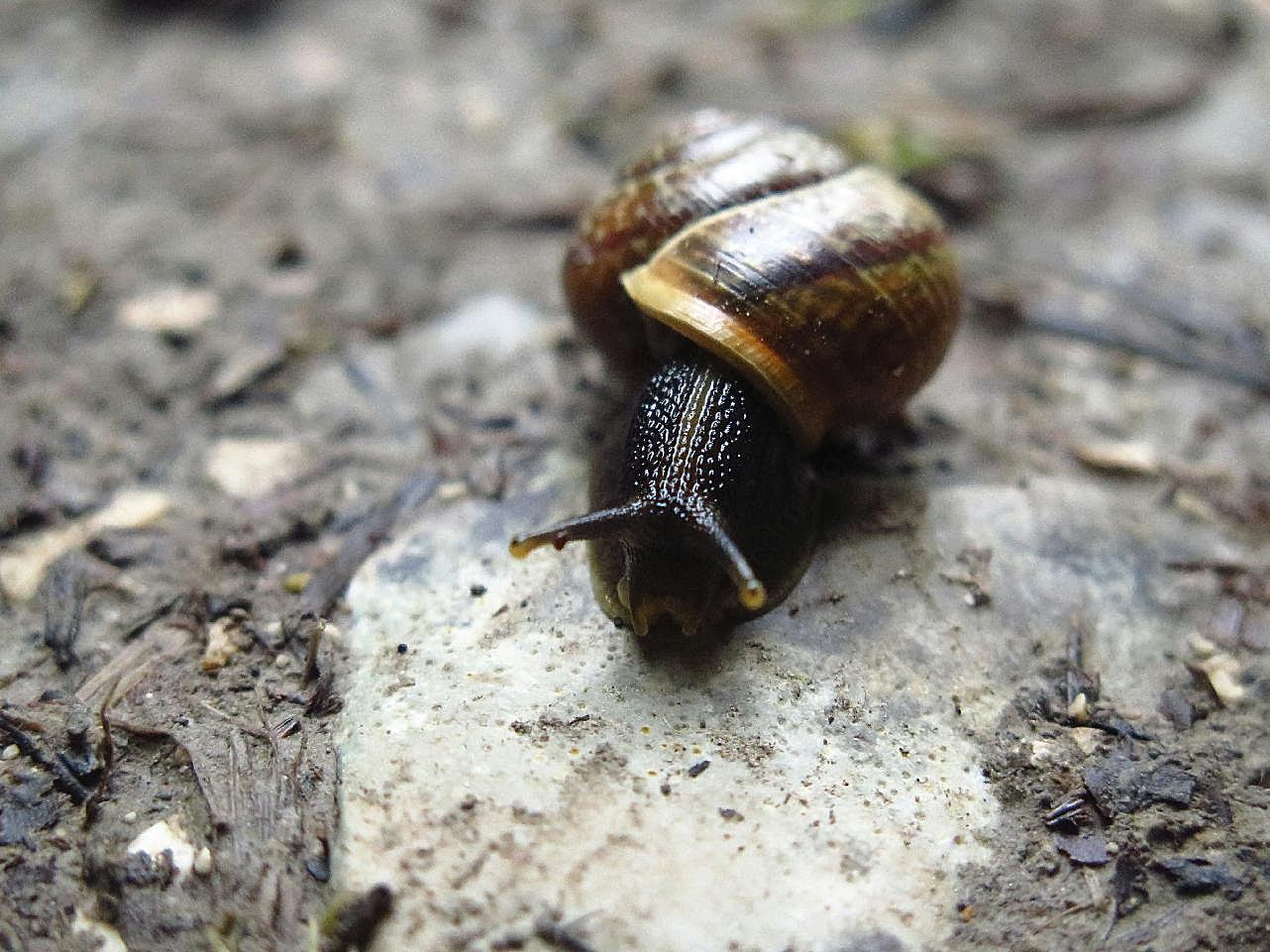 蜗牛摄影图片爬行动物