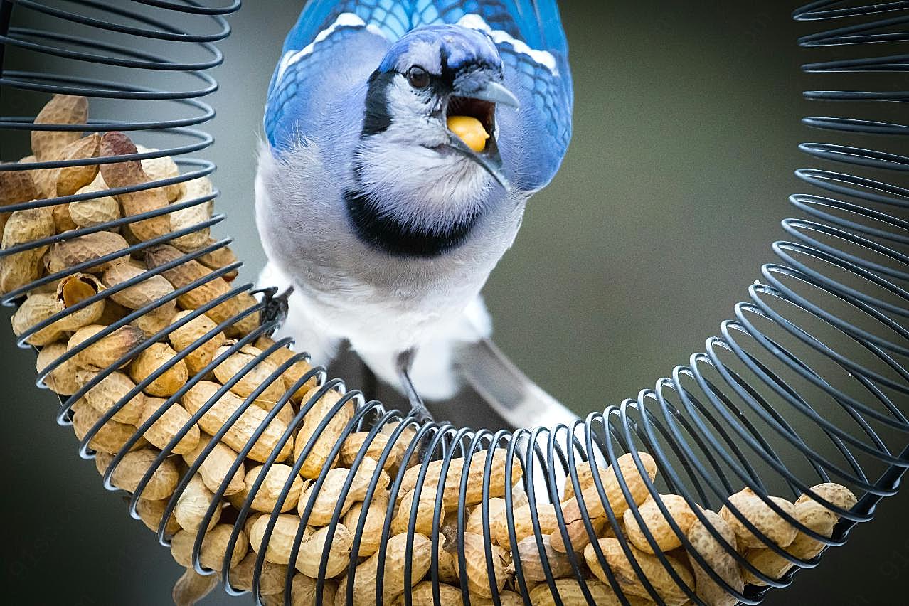 蓝白羽毛观赏鸟图片飞禽世界