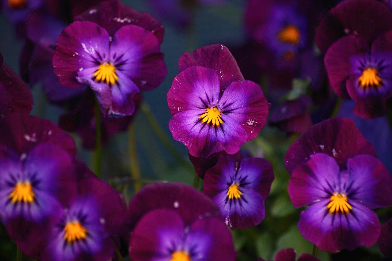 紫罗兰花朵图片高清