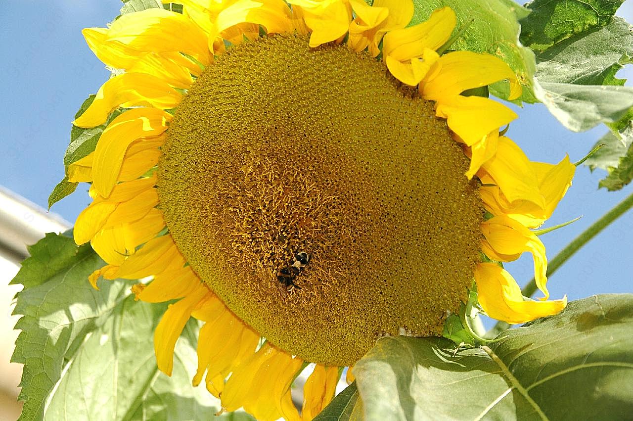 低垂花盘特写图片向日葵