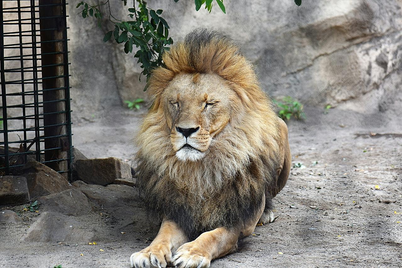 动物园野生狮子图片高清摄影