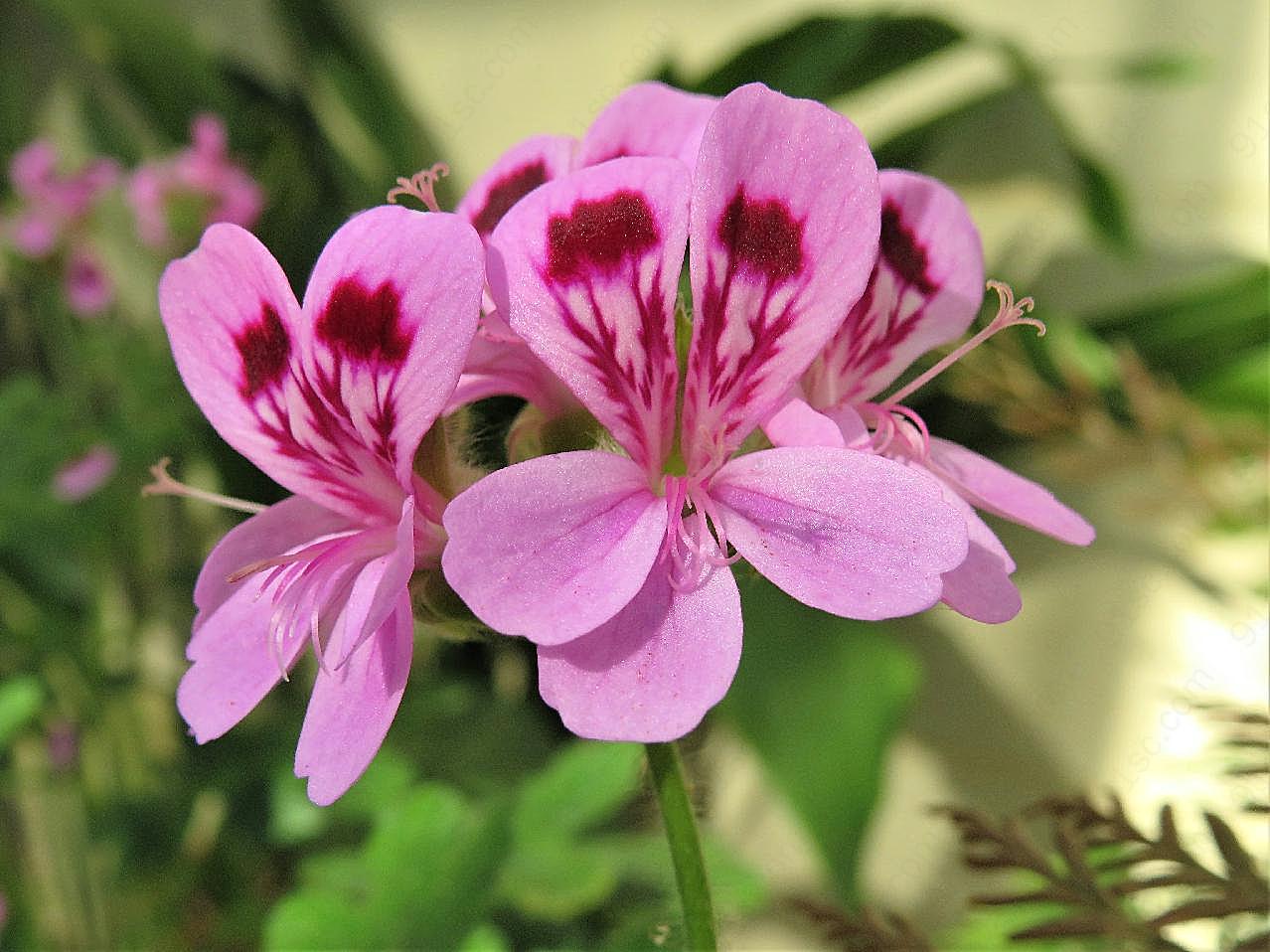 粉天竺葵花朵图片摄影高清