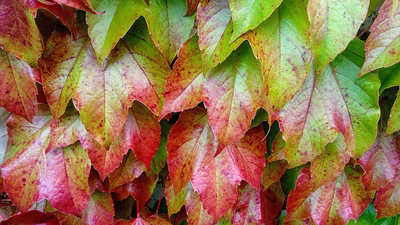 秋天叶子背景图片摄影
