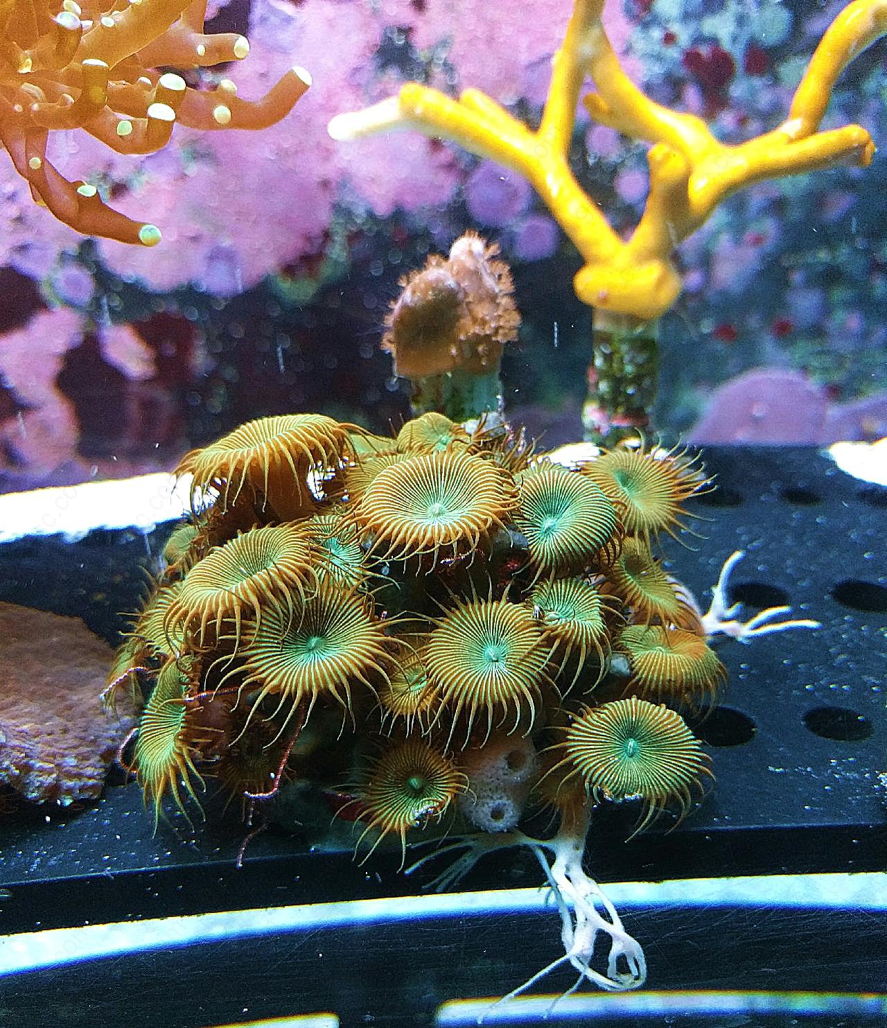 深海水族馆珊瑚图片高清
