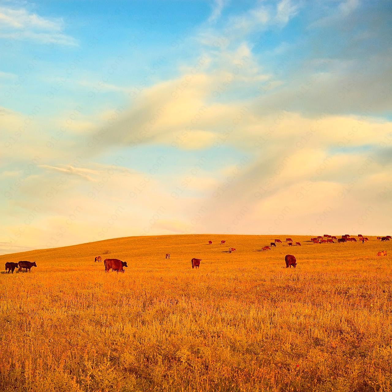 草原上的牛羊图片高清摄影