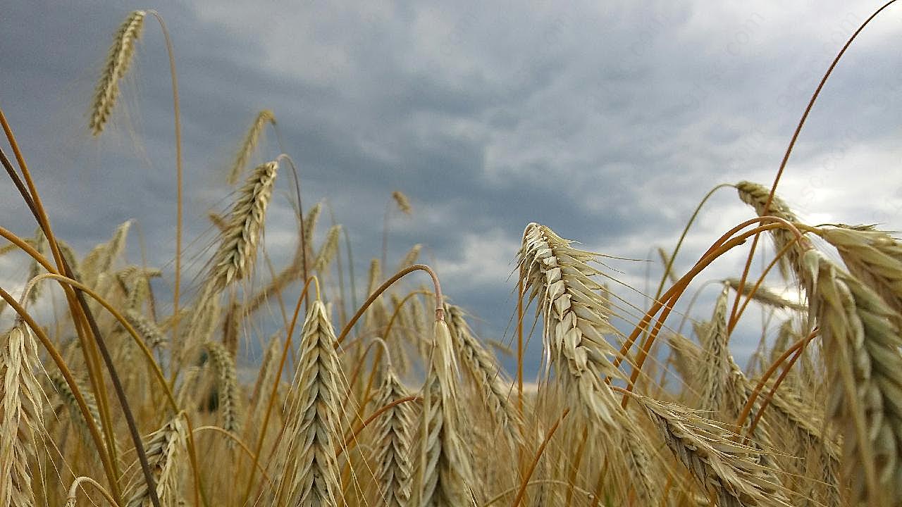 农田小麦成熟麦穗图片高清摄影