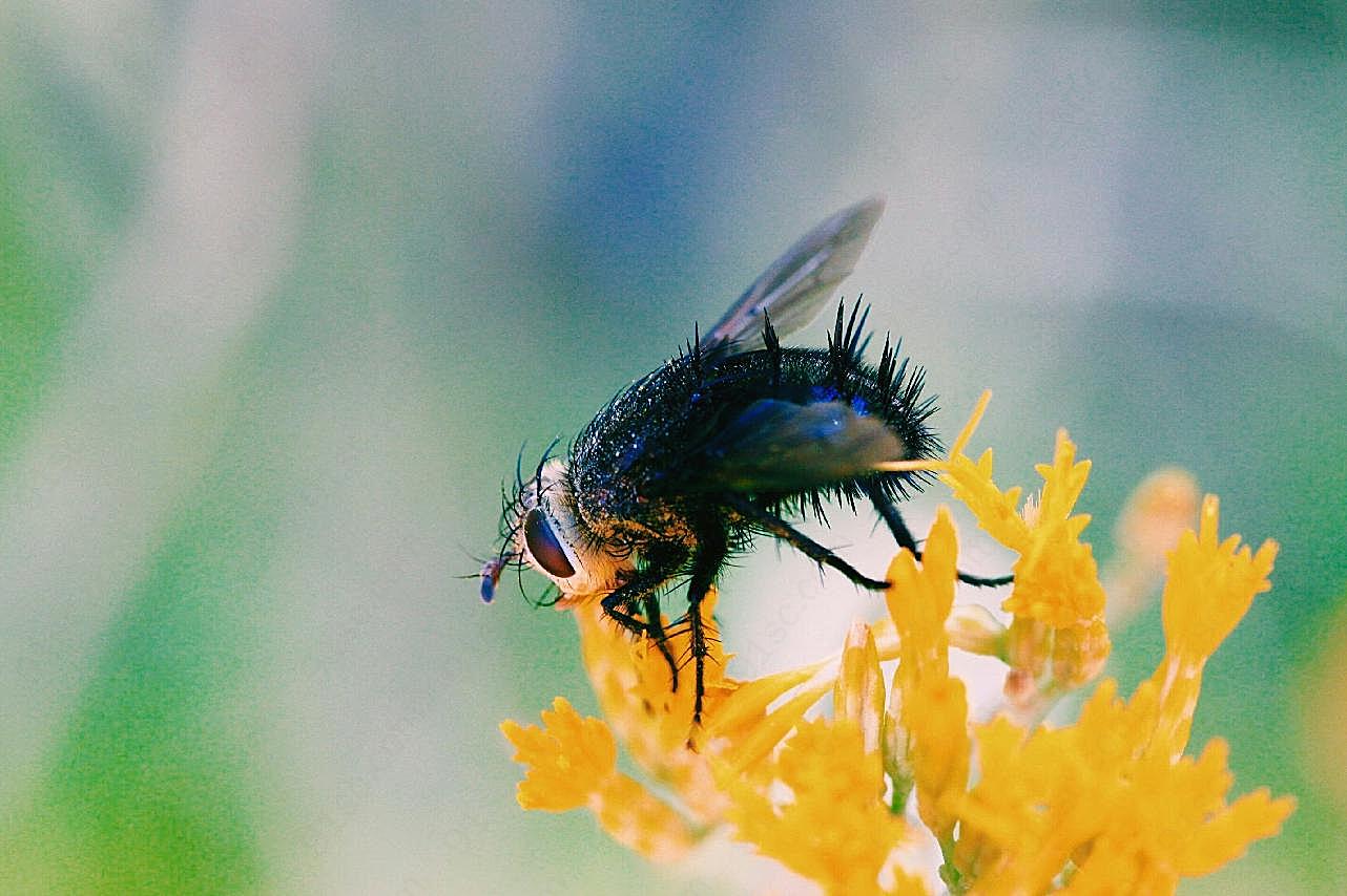 蜜蜂近景特写图片昆虫