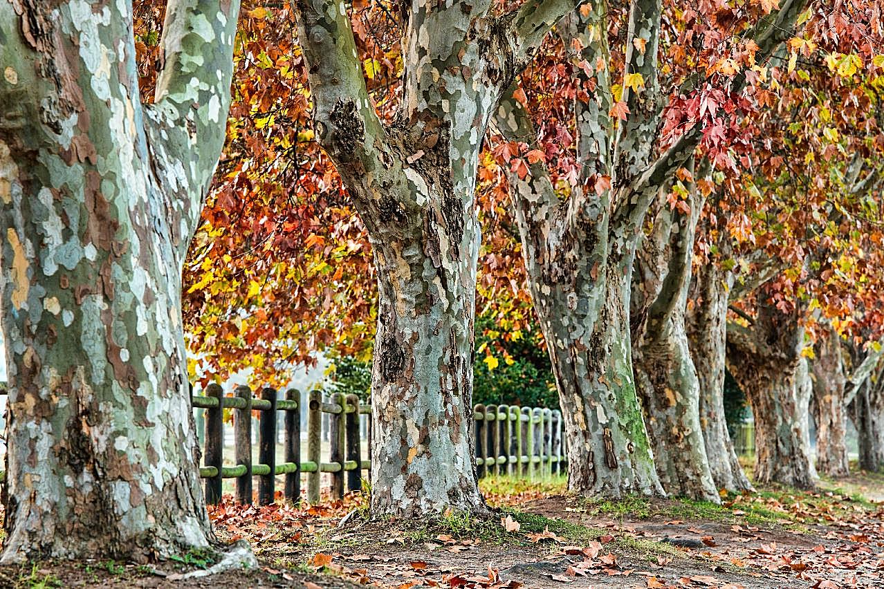 秋天的梧桐树图片高清风景