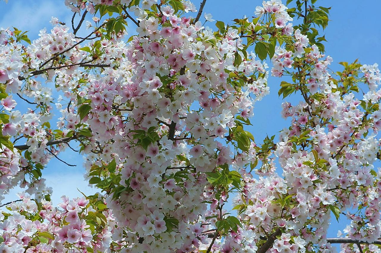 春日图片樱花