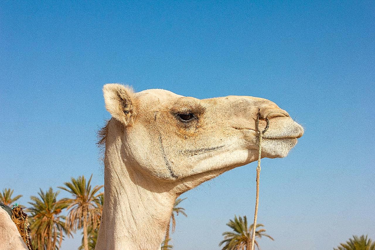阿拉伯骆驼头部特写图片摄影高清