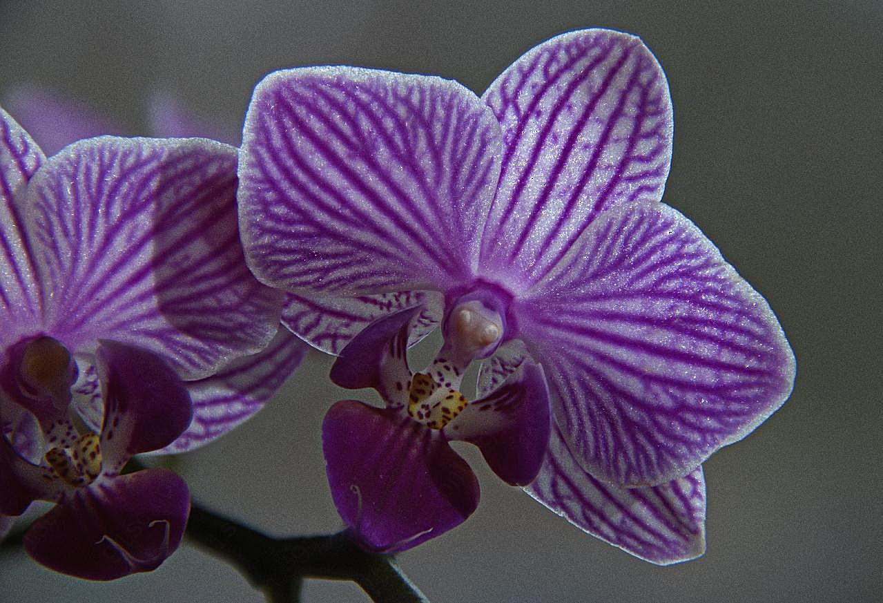 蝴蝶兰鲜花图片高清